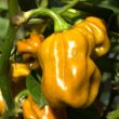 Capsicum chinense Früchte 7