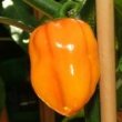 Capsicum chinense Früchte 8