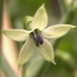 Capsicum chinense Blüte 4