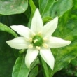 Capsicum chinense Blüte 5
