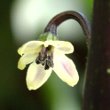 Capsicum chinense Blüte 2