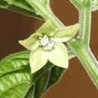 Capsicum chinense Blüte 6