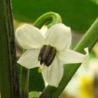 Capsicum frutescens Blüte