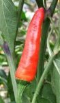 Capsicum frutescens Frucht