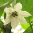 Capsicum frutescens Blüte 2