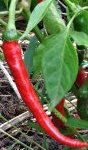 Capsicum frutescens Frucht 2