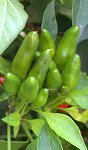 Capsicum frutescens Frucht 3