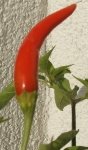 Capsicum frutescens Frucht 4