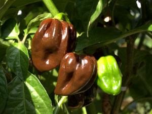 Chocolate Habanero