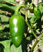 Jalapeno NuMex