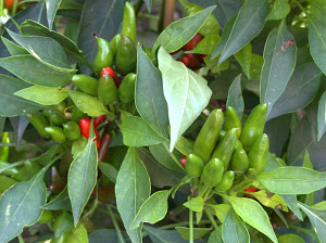 Malagueta Pflanze