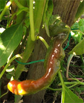 Peter Pepper Pflanze