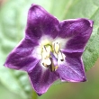 Rocoto Blüte 2