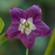 Rocoto Blüte 3