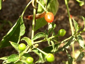 Chiltepin Frucht