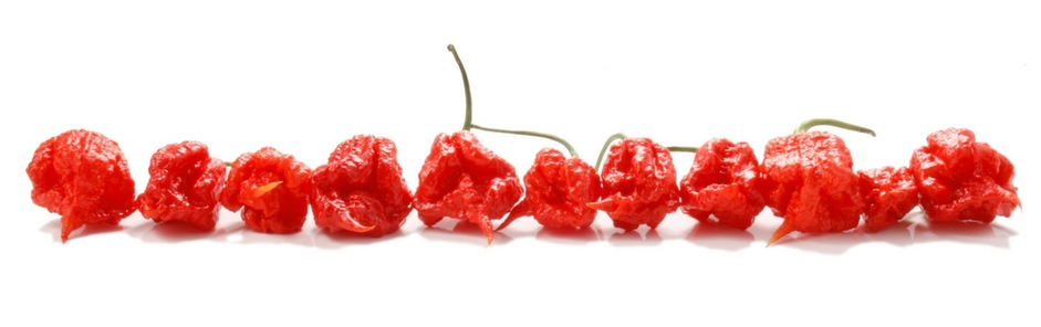 Carolina Reaper - eine scharfe Schönheit!