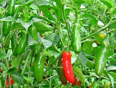 Serrano Frucht